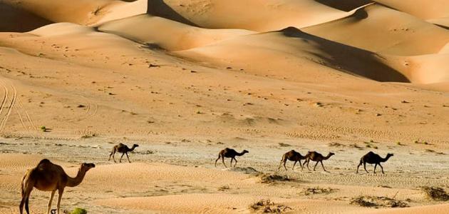 بحث عن البيئة الصحراوية في مصر متكامل الأركان جاهز للنسخ