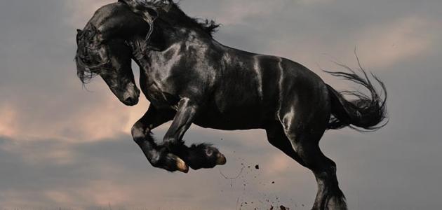 أجمل ما قيل عن الخيل شعر مميز وجديد مع أروع العبارات
