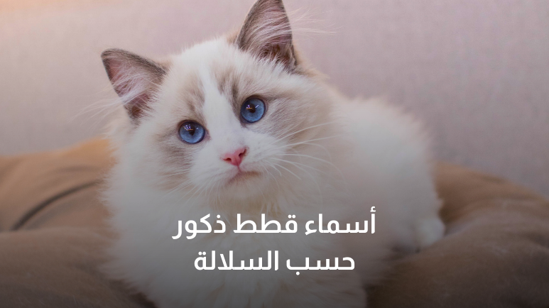 اسامي قطط ذكر مختلفة .. اسماء أناث قطط شقية