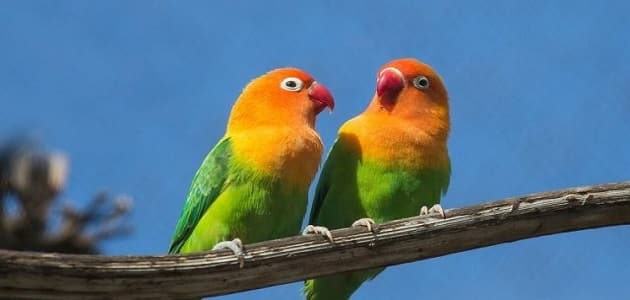 اسماء عصافير ذكر جديدة .. أسماء عصافير ذكور ومعانيها