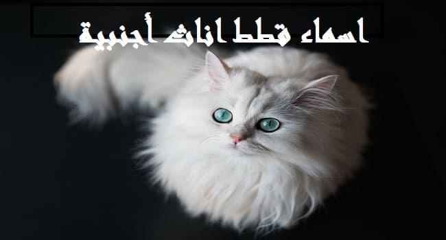 اسماء قطط اناث اجنبية جديدة .. اسماء قطط بيضاء ذات عيون زرقاء