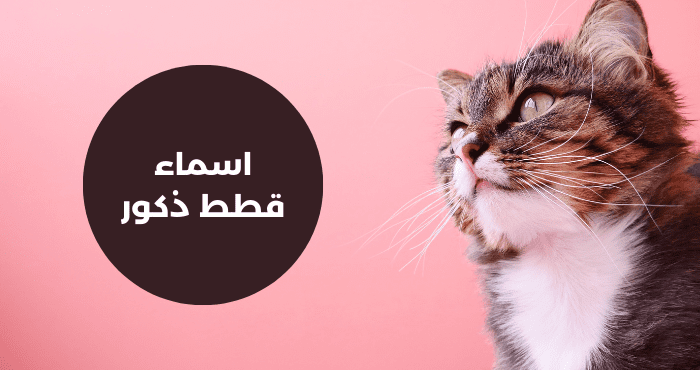 اسماء قطط ذكور عربية مضحكة للبنات