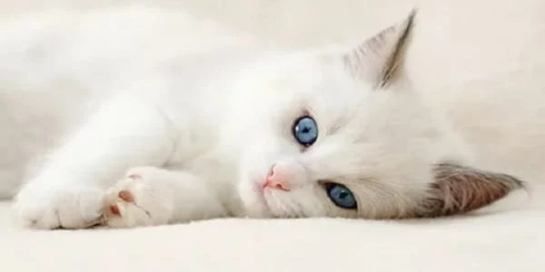 اسماء قطط عربية مميزة وجديدة 2025