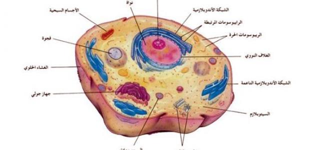 ما هي المركبات الموجودة في الخلية شرح تفصيلي