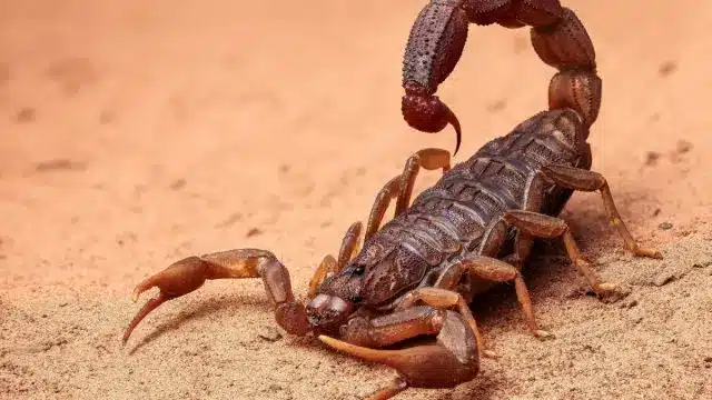 تفسير العقرب في الحلم لابن سيرين للمتزوجه والحامل