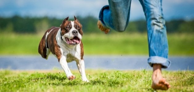 تفسير حلم شخص يقوم بحمايتي من الكلاب لابن سيرين