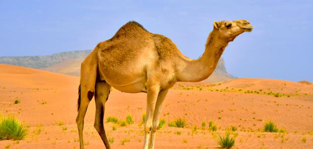 أبرز المعلومات عن حيوان الجمل .. ما هي الأهمية الثقافية للجمل