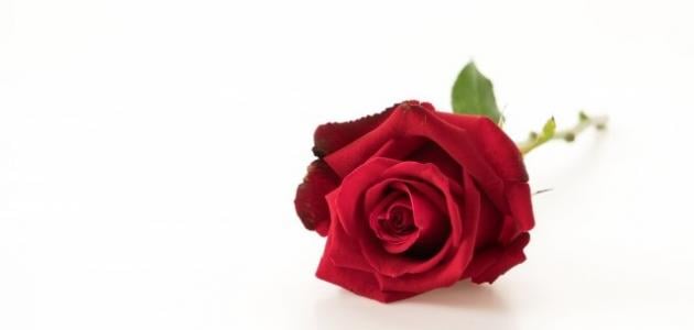 رسائل حب طويلة ومميزة لحبيبي ارسلها واتس آب