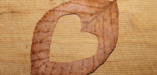 عبارات حب راقية وجديدة : أنت حصني وملجأي من العالم، أنت حمايتي حين كل شيء يقرر أن يؤذيني.