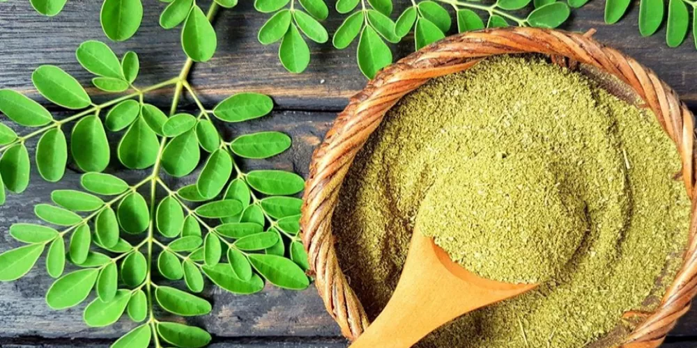 أضرار عشبة المورينجا للدكتور جابر القحطاني