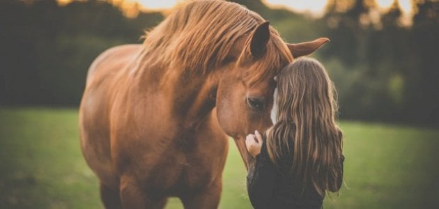 كلام جميل عن الخيل وأجمل العبارات التي قيلت في حب الخيل : أن لي لنفسي قلباً في حب الخيل فأنه قد فتن، أن حبي في الخيال يفوق درجات الهوي والعشق