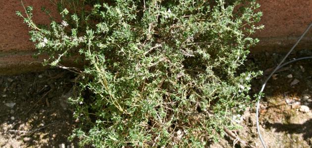 ما هي طريقة زراعة الزعتر في البيت وأهم فوائد الزعتر