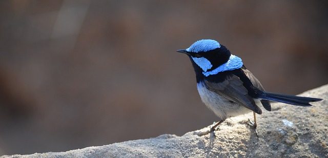 ما هو طائر النمنمة وأبرز المعلومات عنه وأماكن تواجده