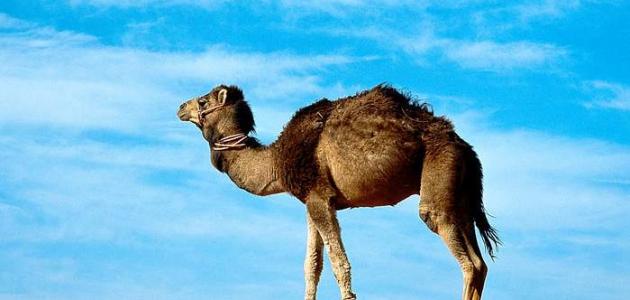 من أين خلقت الإبل؟ وما أجمل ما قيل عنها؟