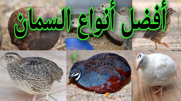 ما هي أفضل أنواع السمان .. مسكن طائر السمان