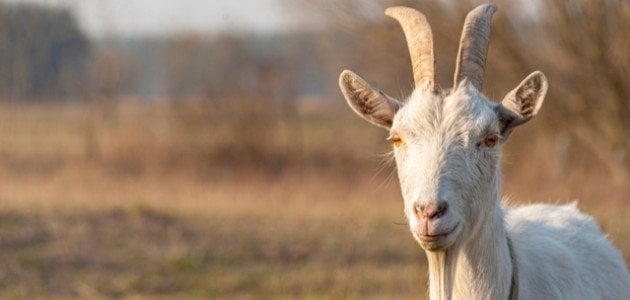 حكم الأضحية عن الميت الاسلام سؤال وجواب ومعرفه اهم المعلومات