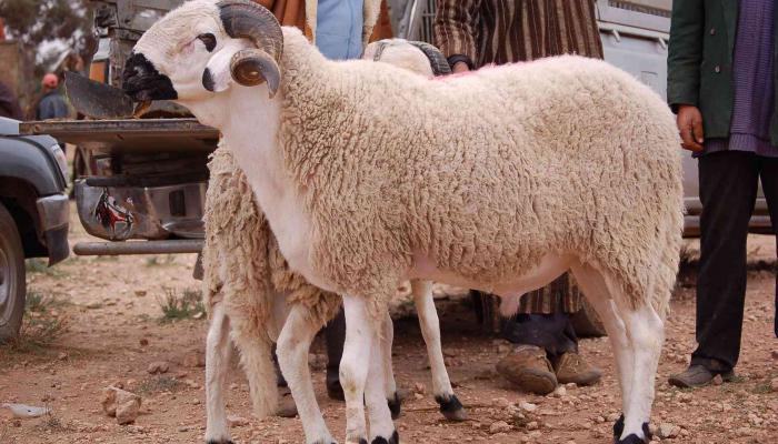 ما هو حكم عدم ذبح الاضحية .. ما هي شروط الأضحية