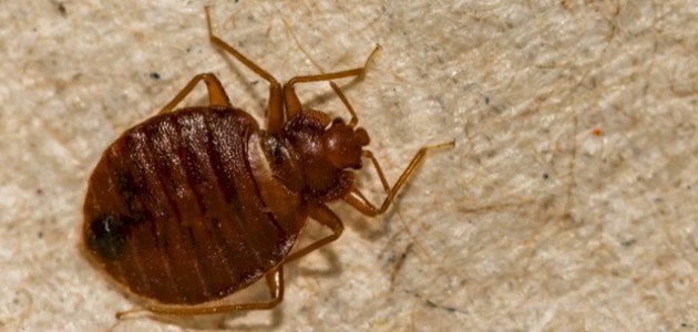 من أين يأتي البق.. وما هي أسباب ظهور الحشرة؟
