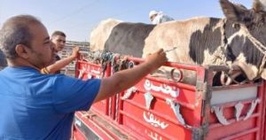 الحملة القومية لمكافحة الحمى القلاعية تبدأ بالأقصر اليوم