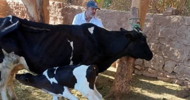 حصانة 20 ألف رأس ماشية في الأسبوع الأول بأسيوط ضد فيروس SAT-1