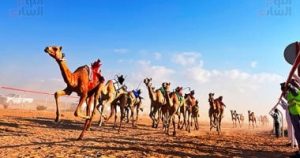 سباق الهجن بميدان العلمين يضم 1500 جمل على مدار يومين