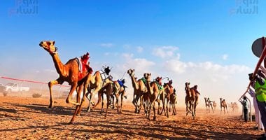 سباق الهجن بميدان العلمين يضم 1500 جمل على مدار يومين