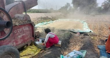 مزارعو الفول الصويا يحتفلون بزيادة إنتاجية الفدان هذا العام
