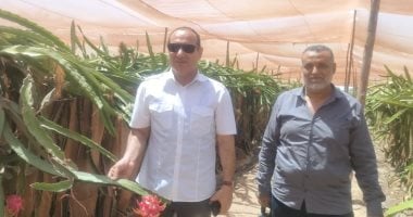 نجاح تجربة زراعة الدراجون فروت في الإسماعيلية وأخبار جديدة